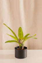 Neoregelia Concéntrica Lila