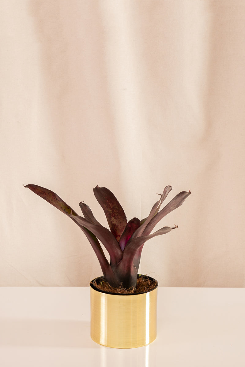 Neoregelia Concéntrica Purple