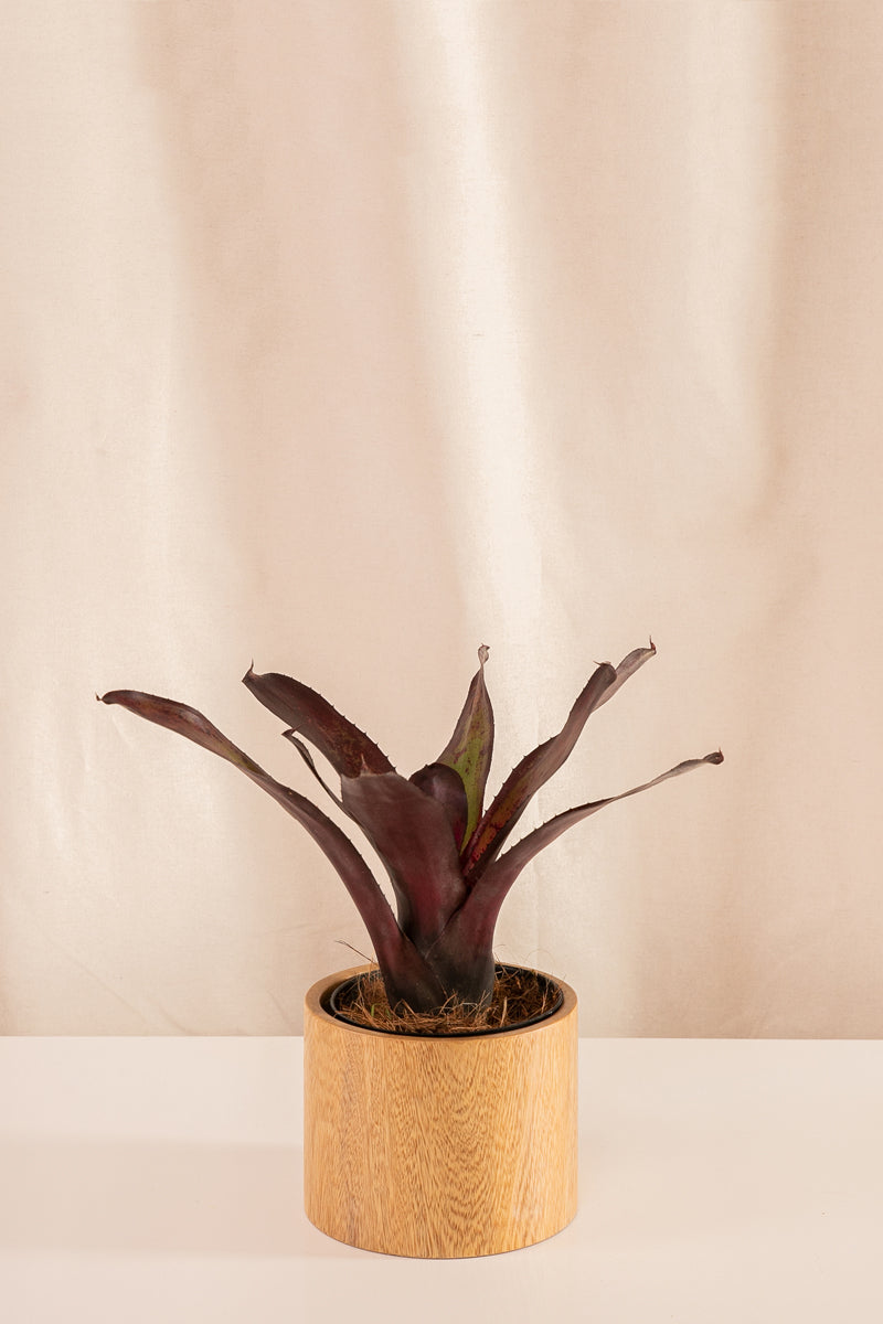 Neoregelia Concéntrica Purple