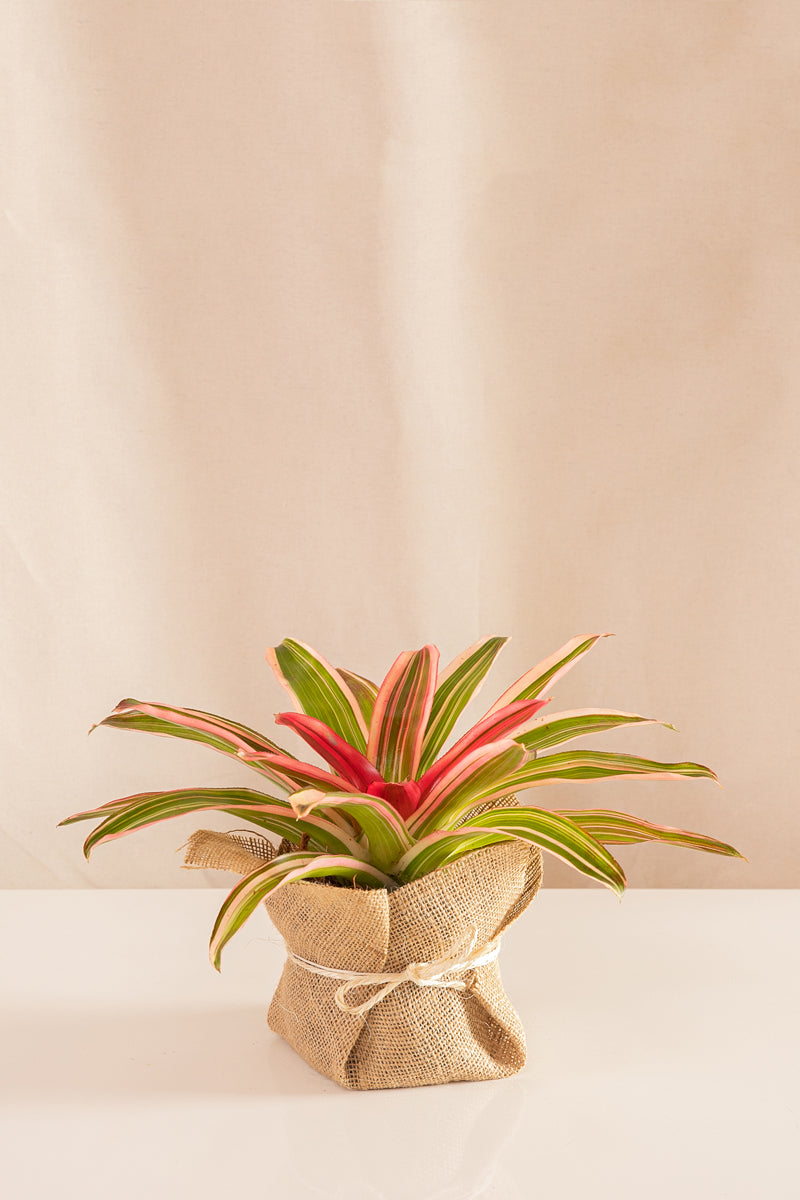 Neoregelia Cruce Devroe