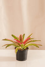 Neoregelia Cruce Devroe
