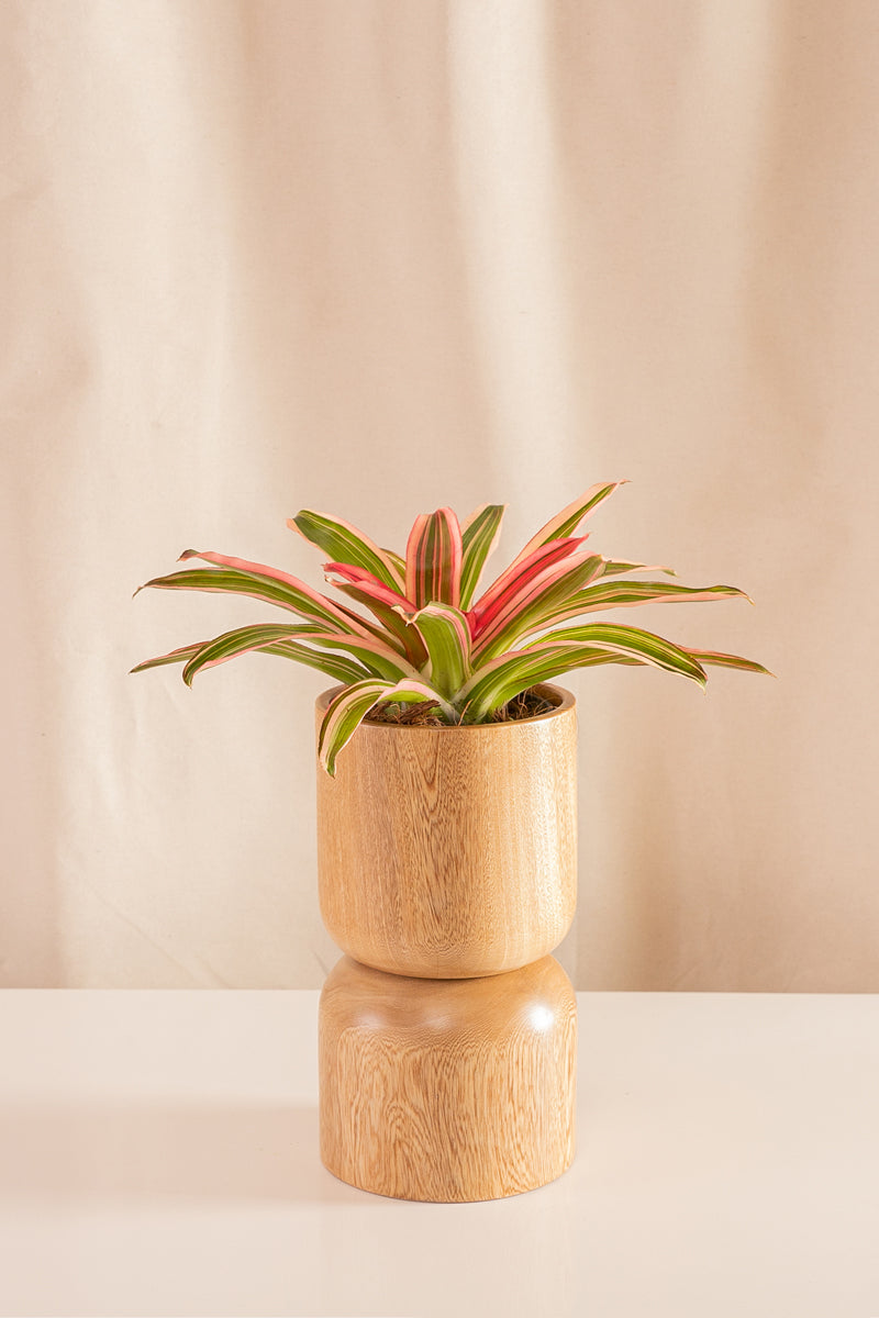 Neoregelia Cruce Devroe