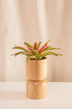 Neoregelia Cruce Devroe