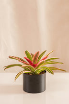 Neoregelia Cruce Devroe