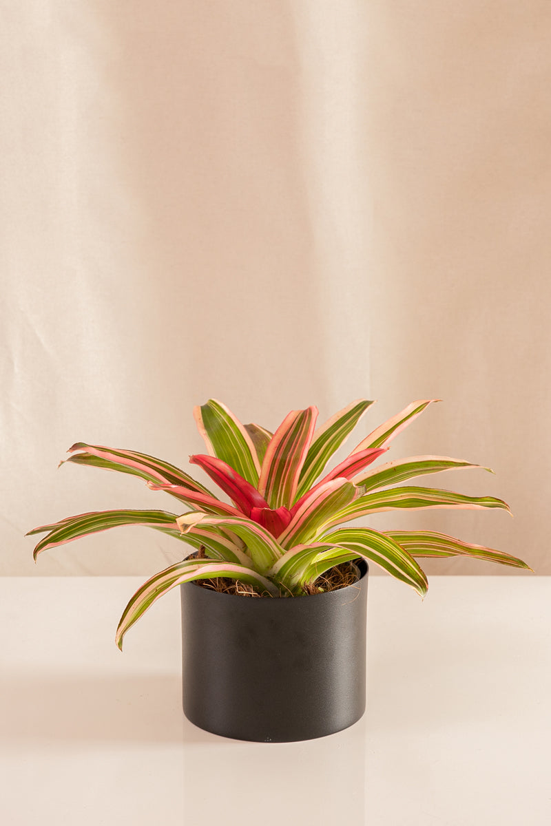 Neoregelia Cruce Devroe