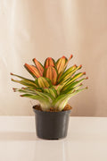 Neoregelia Devroe