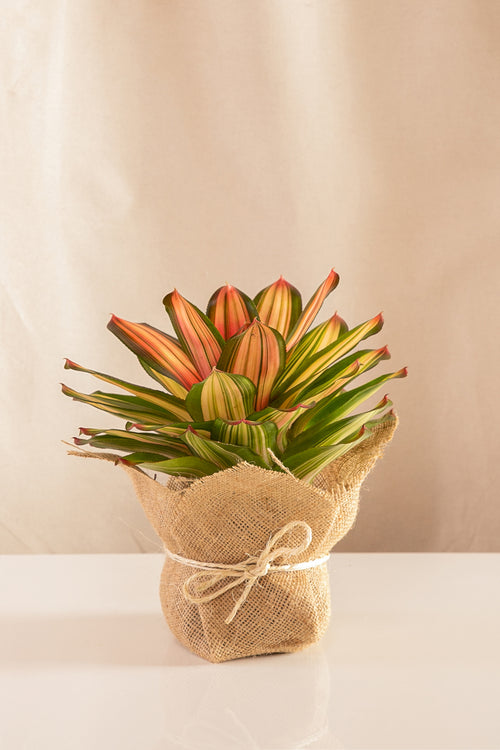 Neoregelia Devroe