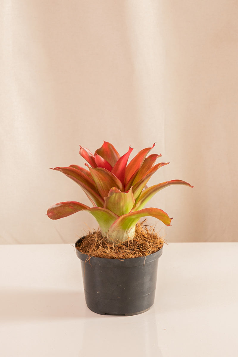 Neoregelia Linsa