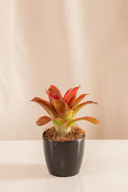 Neoregelia Linsa