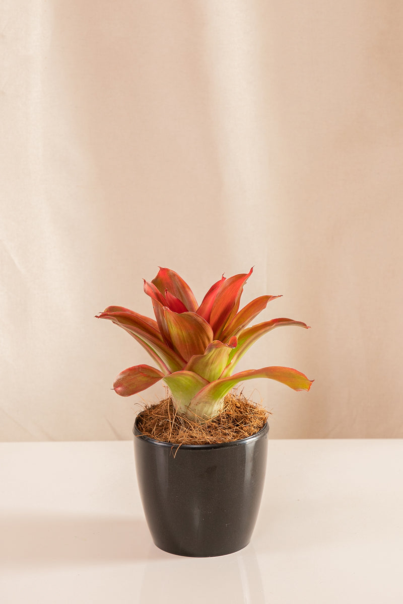 Neoregelia Linsa