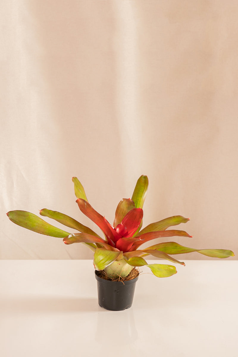 Neoregelia Meyendorffii