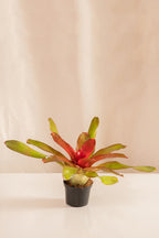 Neoregelia Meyendorffii