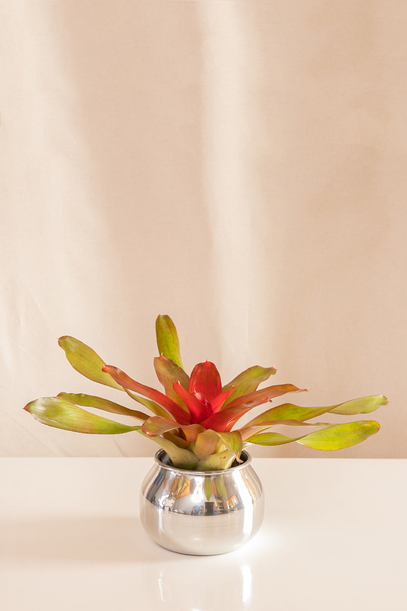 Neoregelia Meyendorffii