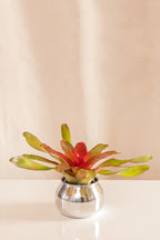 Neoregelia Meyendorffii