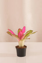 Neoregelia Nuancy