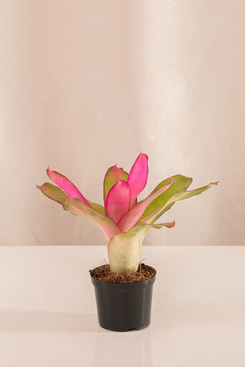 Neoregelia Nuancy