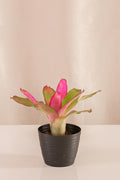 Neoregelia Nuancy