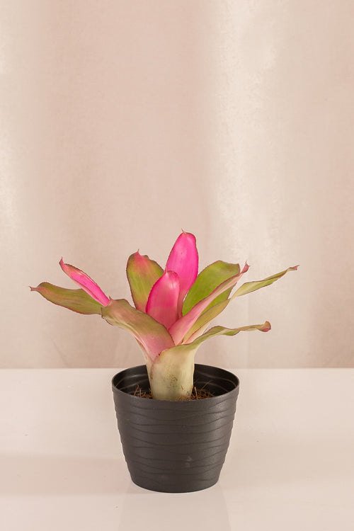 Neoregelia Nuancy