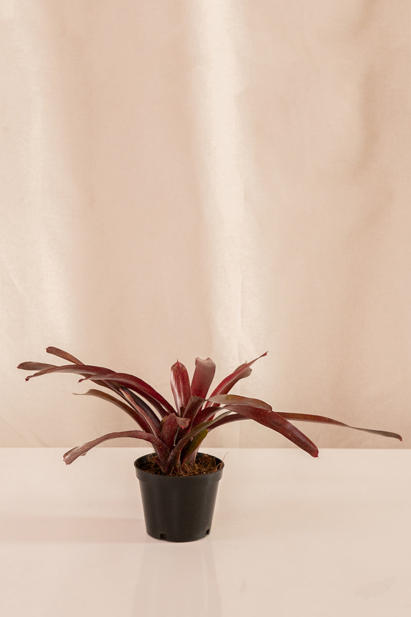 Neoregelia Schultesiana Morada
