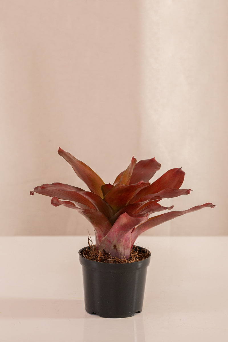 Neoregelia Schultesiana Roja