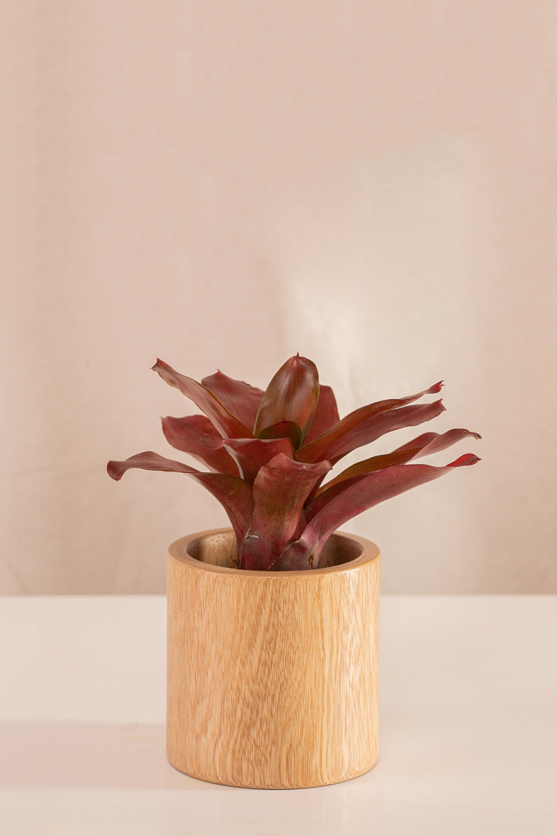 Neoregelia Schultesiana Roja