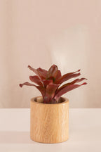 Neoregelia Schultesiana Roja