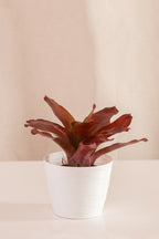 Neoregelia Schultesiana Roja