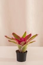 Neoregelia Franca