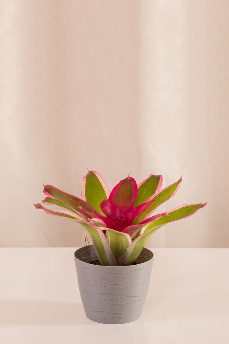 Neoregelia Franca