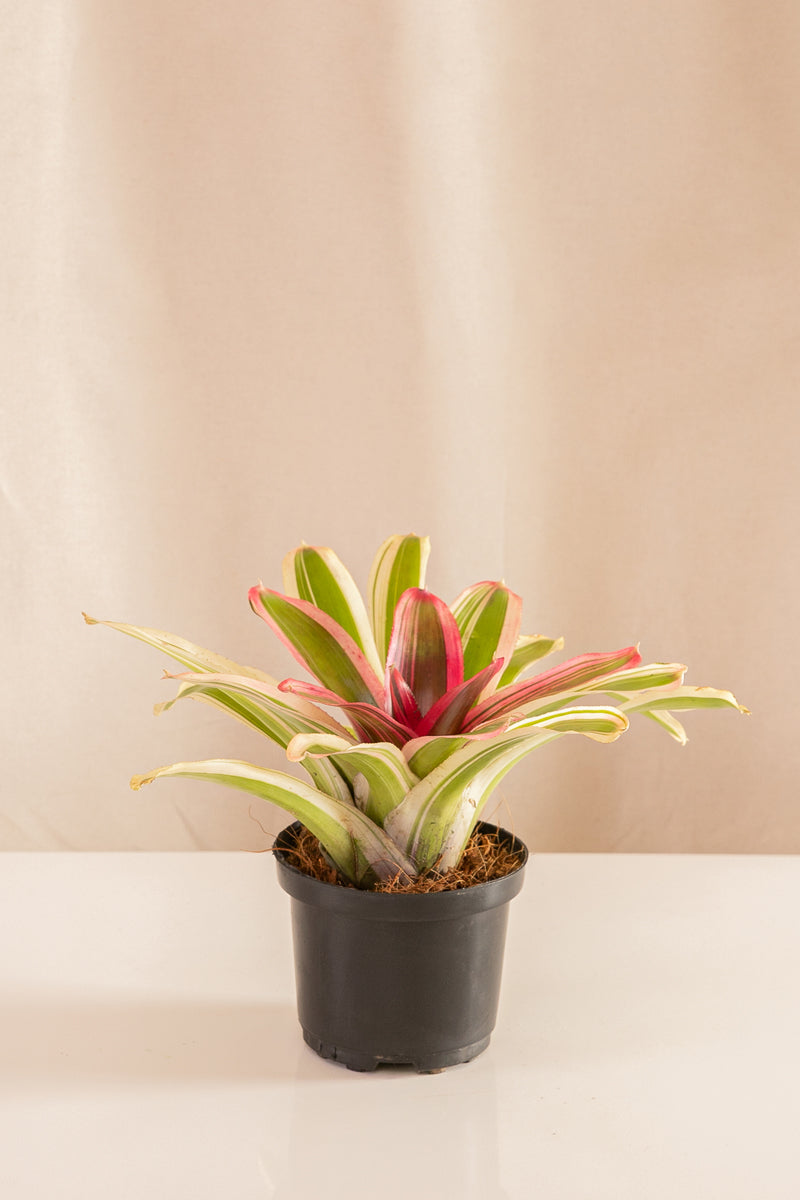 Neoregelia Vandurme Selecta