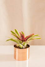 Neoregelia Vandurme Selecta