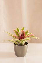 Neoregelia Vandurme Selecta
