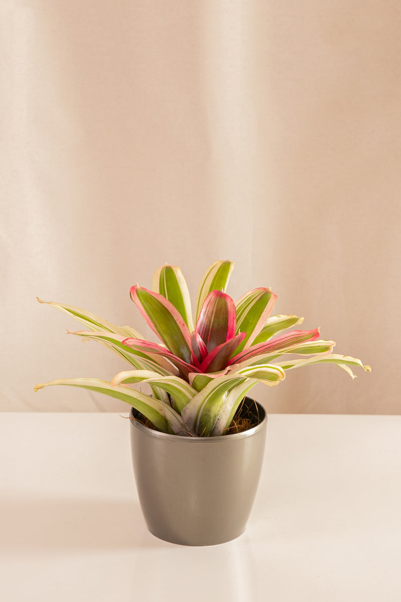 Neoregelia Vandurme Selecta