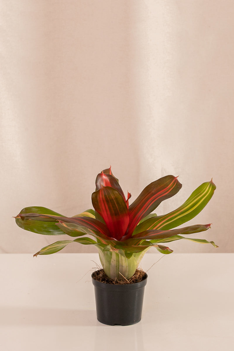 Neoregelia Vulcano