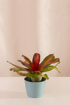 Neoregelia Vulcano