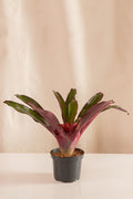 Nidularium Purple