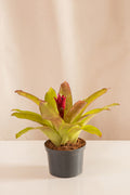 Nidularium SP
