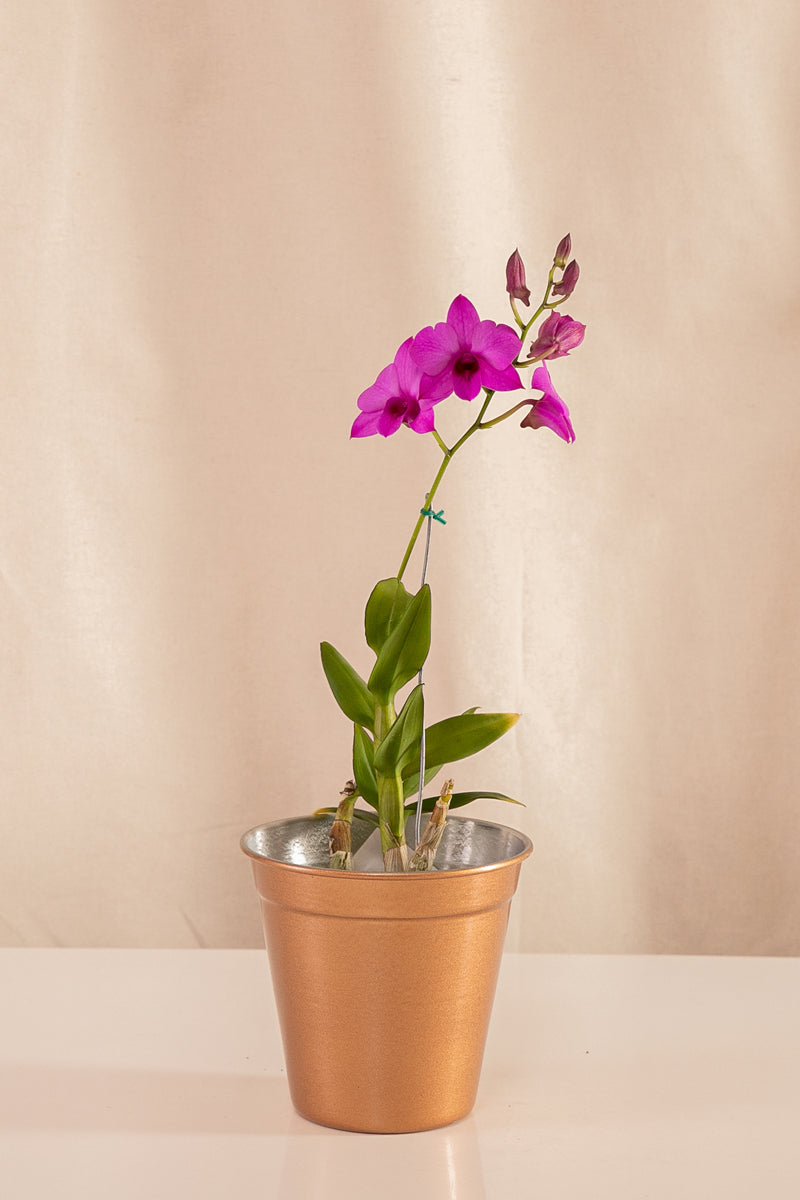 Orquídea Dendrobium