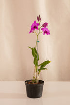 Orquídea Dendrobium