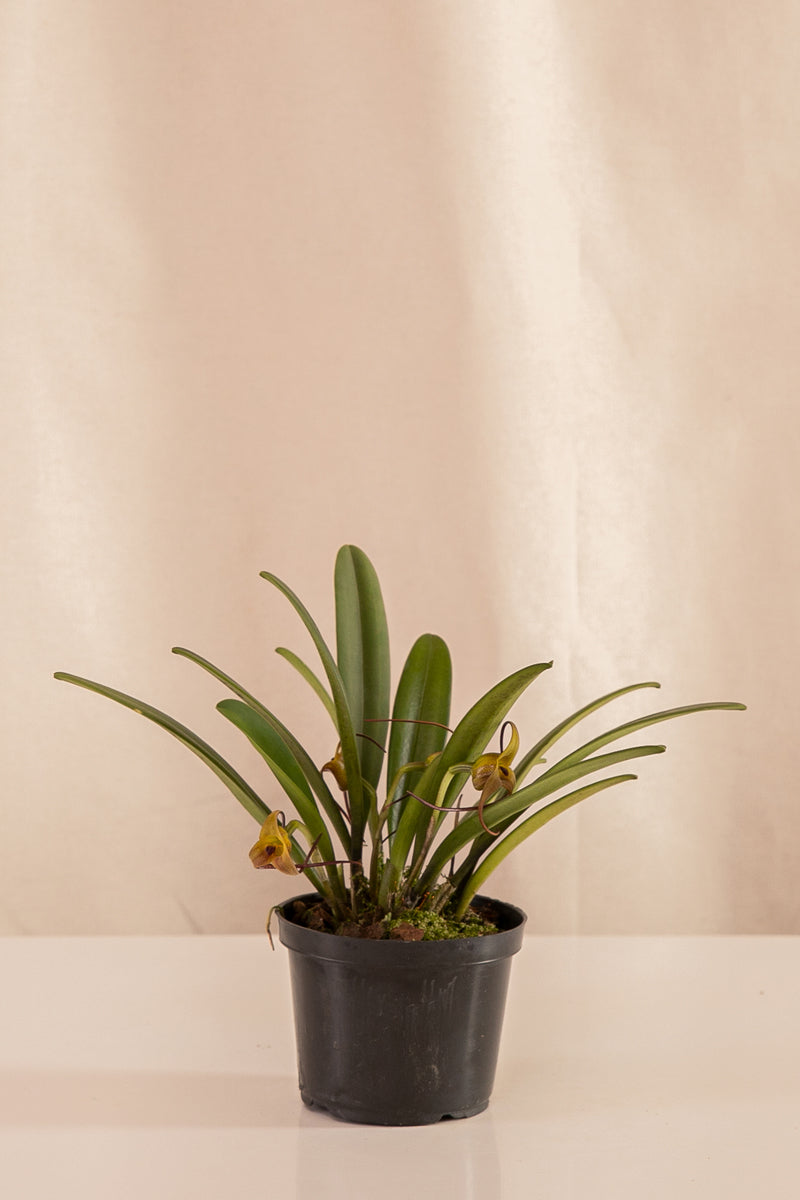 Orquídea Masdevallia Amarilla