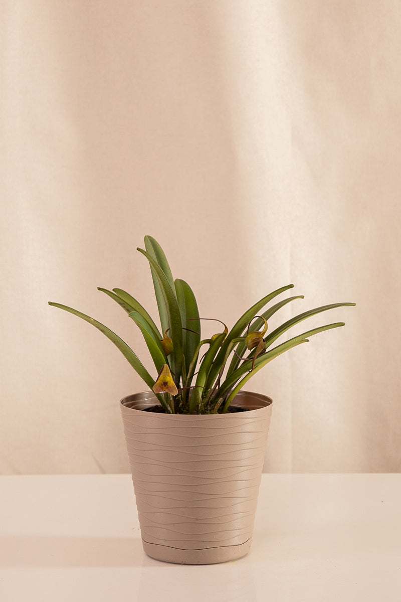 Orquídea Masdevallia Amarilla