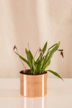 Orquídea Drácula Morada