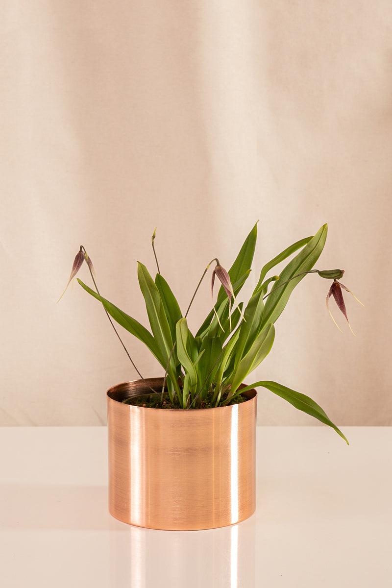 Orquídea Drácula Morada