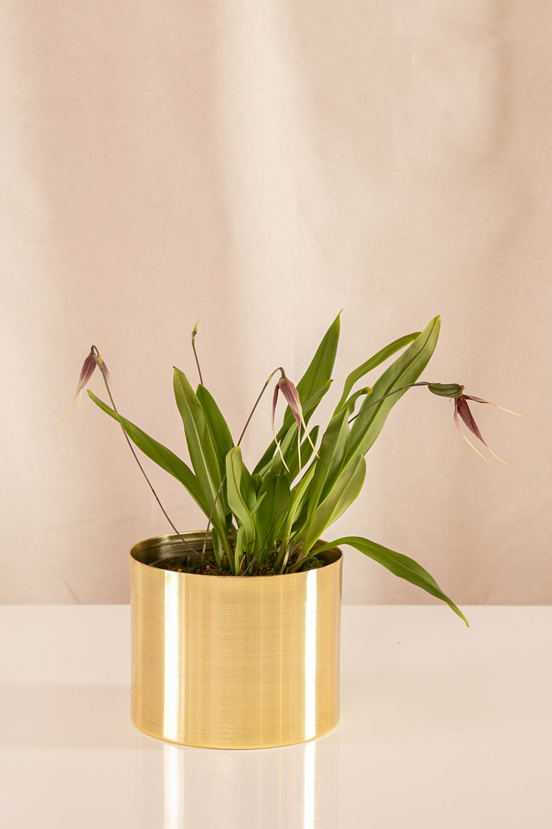 Orquídea Drácula Morada