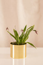 Orquídea Drácula Morada