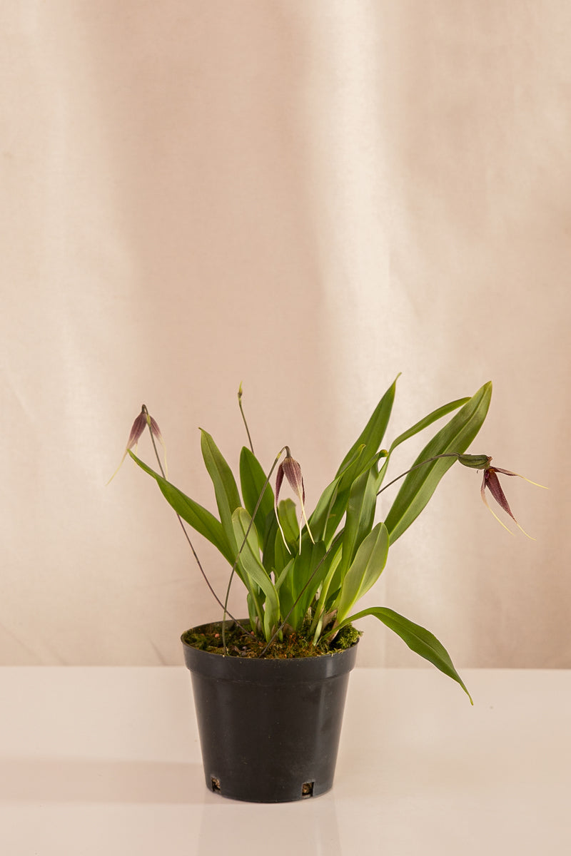 Orquídea Drácula Morada