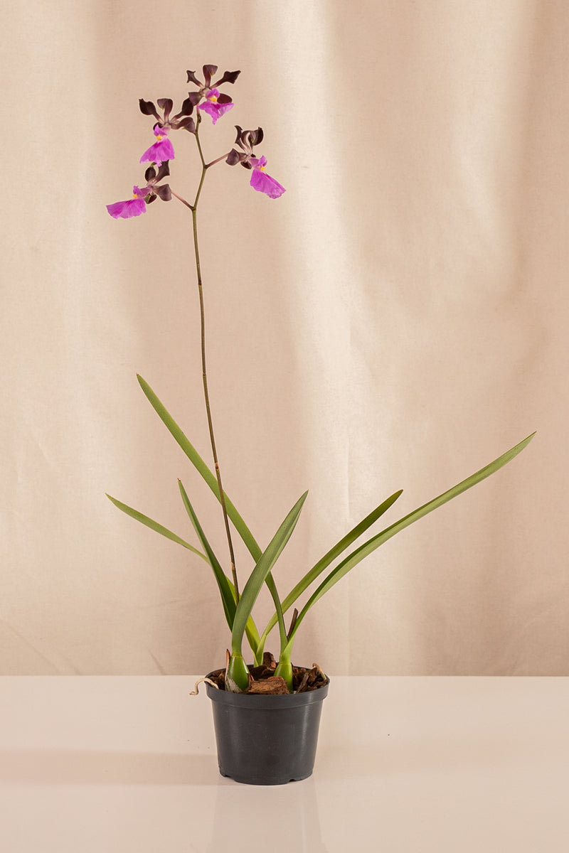 Orquídea Encyclia Cordigera