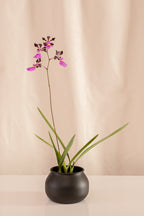 Orquídea Encyclia Cordigera