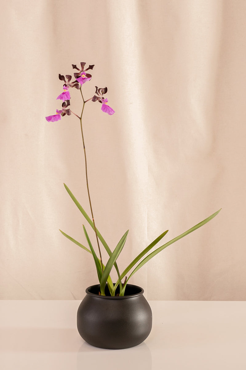 Orquídea Encyclia Cordigera