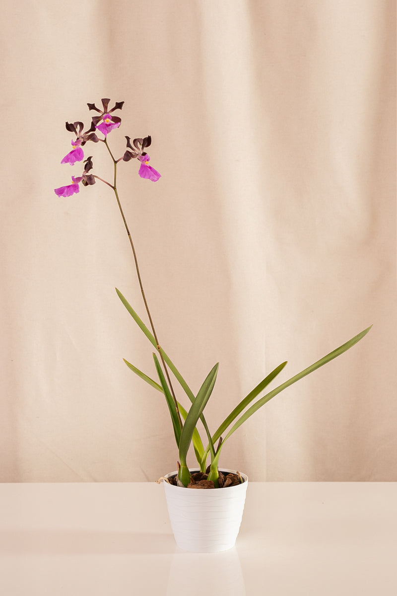 Orquídea Encyclia Cordigera
